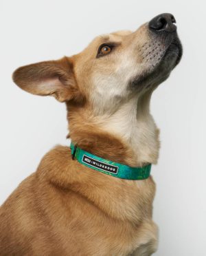 Stio x Wilderdog Ultralight Printed Collar