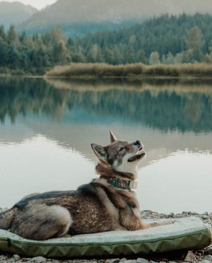 Stio x HEST Dog Bed – MD